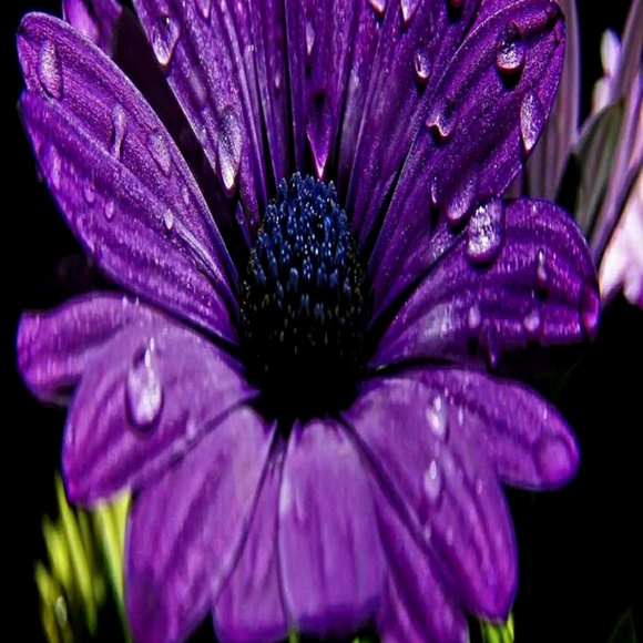 Meet your Posher, Salene - Picture 1 of 1